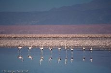 Flamingo (2 von 21).jpg